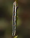 Meris alticola - Hodges#6879.1 - photo 2