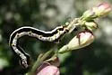 Meris alticola - Hodges#6879.1 - photo 3