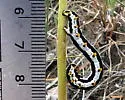 Meris alticola - Hodges#6879.1 - photo 4