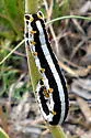 Meris alticola - Hodges#6879.1 - photo 5