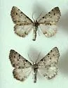 Meris paradoxa - Hodges#6877 - photo 3