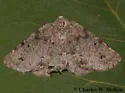Meris paradoxa - Hodges#6877 - photo 4