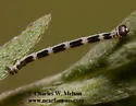 Meris paradoxa - Hodges#6877 - photo 5