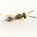 Merismus megapterus