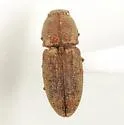 Meristhus cristatus - Meristhus cristatus