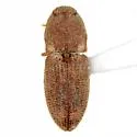 Meristhus cristatus - photo 2