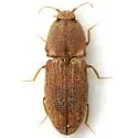 Meristhus cristatus - photo 4