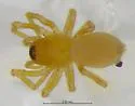 Mermessus albulus