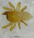 Mermessus albulus - photo 2