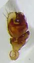 Mermessus albulus - photo 4