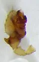 Mermessus albulus - photo 5