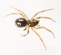 Mermessus bryantae