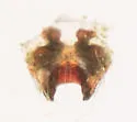 Mermessus bryantae - photo 5