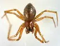 Mermessus fradeorum