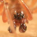Mermessus maculatus - photo 2
