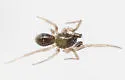 Mermessus maculatus - photo 3