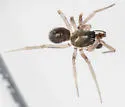 Mermessus maculatus - photo 4