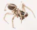 Mermessus maculatus - photo 5