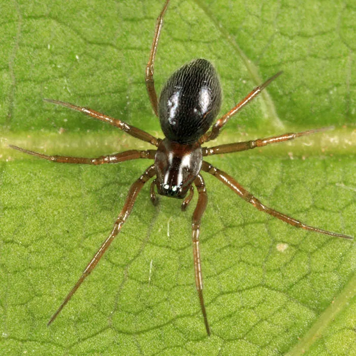 Mermessus tridentatus