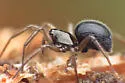 Mermessus trilobatus - photo 2