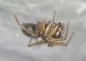 Mermessus undulatus - Mermessus undulatus