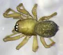 Mermessus undulatus - photo 2