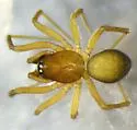 Mermessus undulatus - photo 3