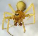 Mermessus undulatus - photo 4