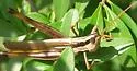 Two-striped Mermiria