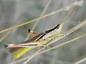 Two-striped Mermiria - photo 2