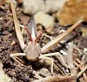 Two-striped Mermiria - photo 3