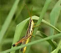Two-striped Mermiria - photo 4