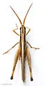 Two-striped Mermiria - photo 5