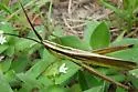 Eastern Mermiria - photo 3
