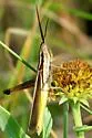 Eastern Mermiria - photo 4