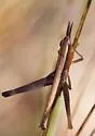 Eastern Mermiria - photo 5