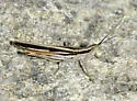 Texas Mermiria - photo 3