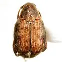 Merobruchus insolitus