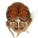 Merobruchus insolitus - photo 2