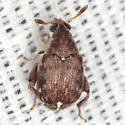 Merobruchus insolitus - photo 3