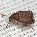 Merobruchus insolitus - photo 4