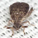 Merobruchus insolitus - photo 5