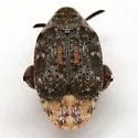 Merobruchus julianus
