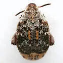 Merobruchus julianus - photo 2