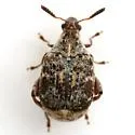 Merobruchus julianus - photo 3