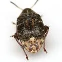Merobruchus julianus - photo 4