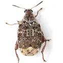 Merobruchus julianus - photo 5