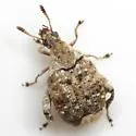 Texas Ebony Bruchid - photo 2