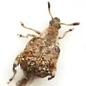 Texas Ebony Bruchid - photo 3