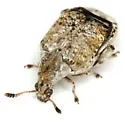 Texas Ebony Bruchid - photo 4